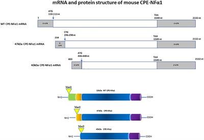 Neurotrophic, Gene Regulation, and Cognitive Functions of Carboxypeptidase E-Neurotrophic Factor-α1 and Its Variants